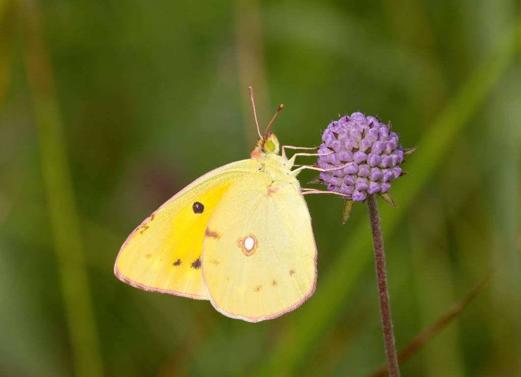 da determinare - Colias cf. crocea