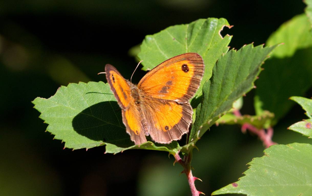 farfalla da identificare - Pyronia tithonus