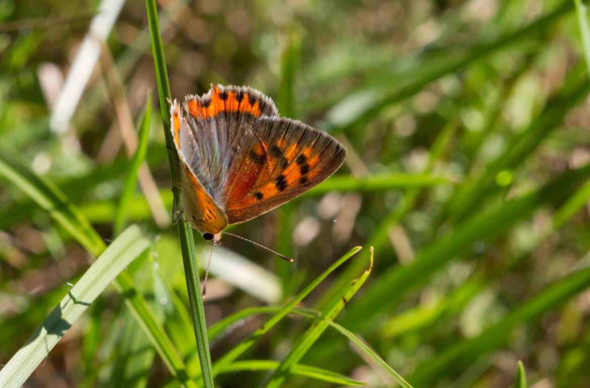 Lycaena phlaeas? S