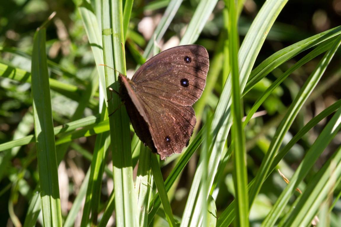 Satyrus ferula? No, Minois dryas (Nymphalidae Satyrinae)