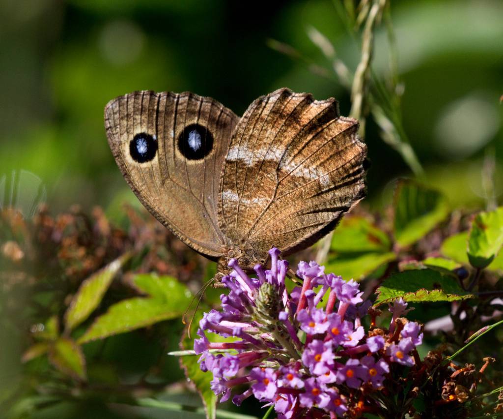 Satyrus ferula? No, Minois dryas (Nymphalidae Satyrinae)