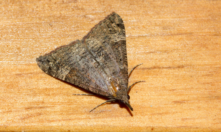 Da determinare -  Hypena (Hypena) obsitalis, Erebidae