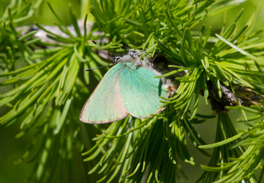 da identificare - Callophrys rubi, Lycaenidae