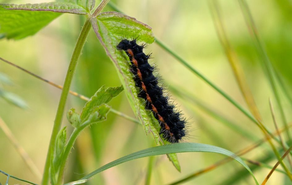 bruco da identificare - Saturnia (Eudia) pavoniella