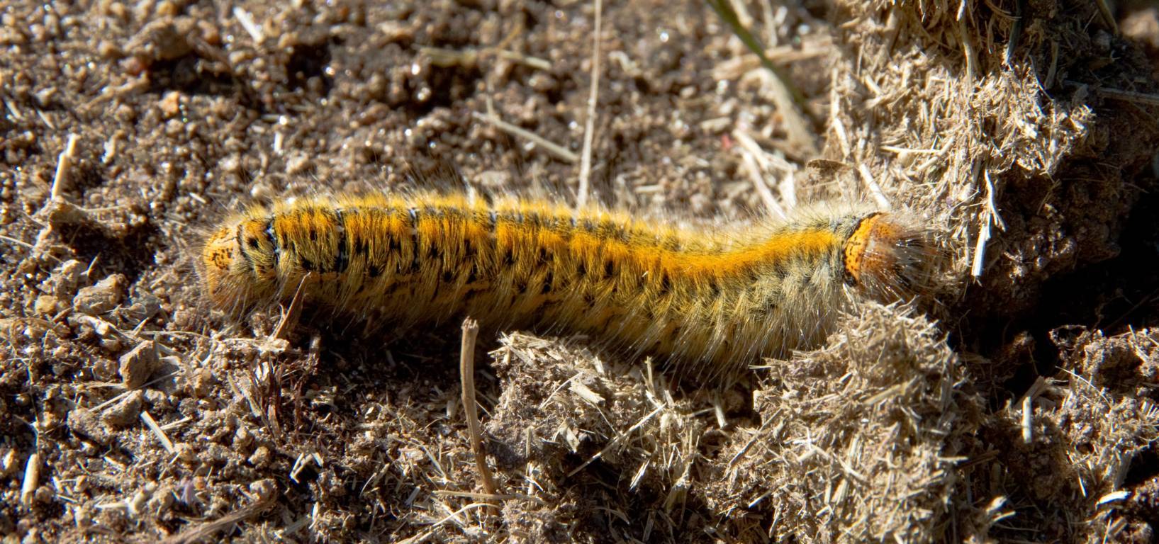 Bruco da identificare - Lasiocampa trifolii, Lasiocampidae