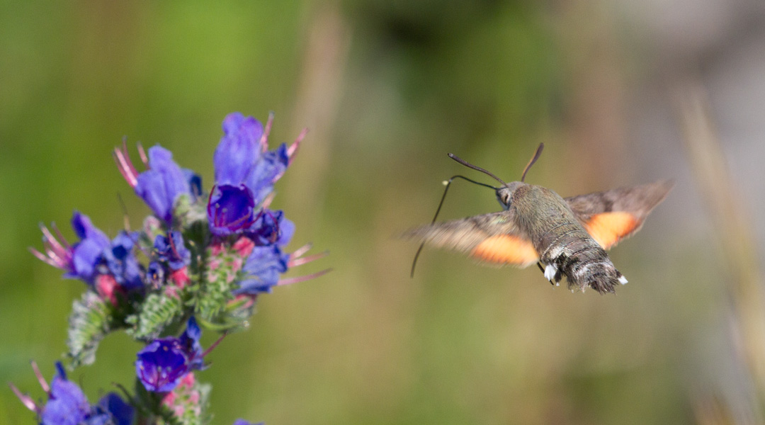 Macroglossum stellatarum da confermare. S