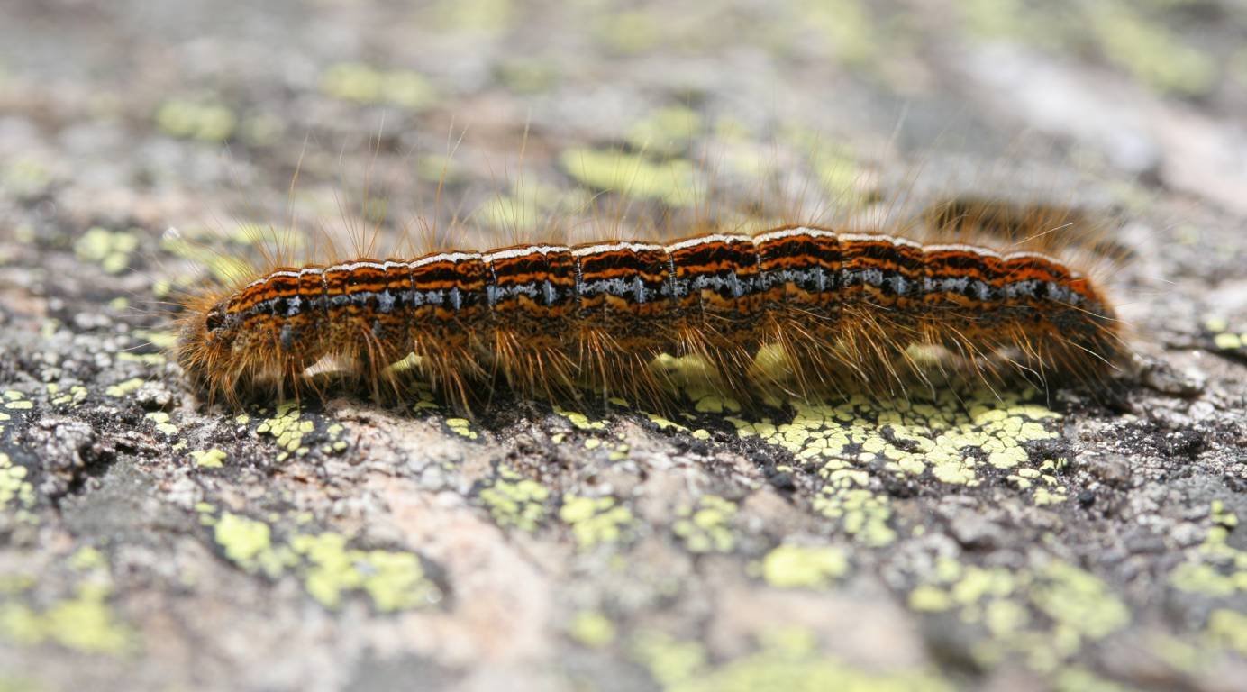 Bruco di  Malacosoma cfr alpicola.(Lasiocampidae)