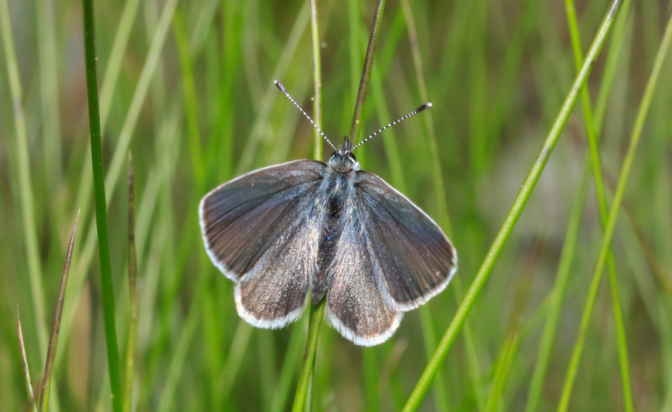 Lycaenidae da identificare - Cupido minimus