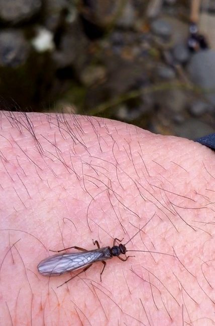 Plecotteri di inizio stagione - Protonemura