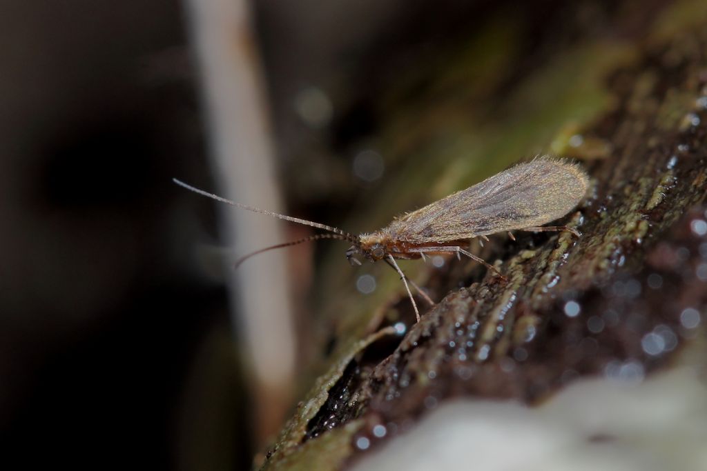 Glossosomatidae fiume Tirino (AQ)