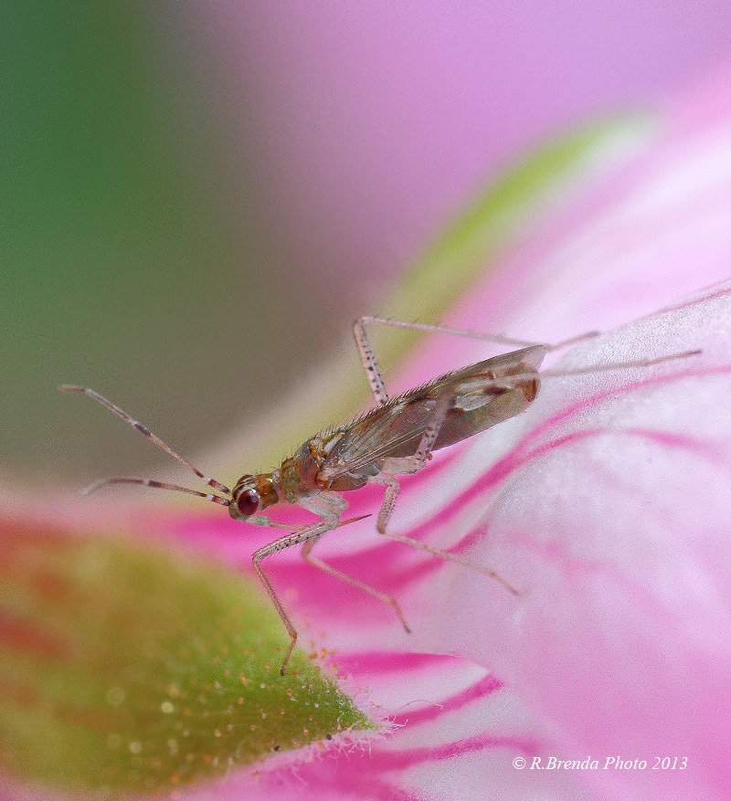 Potrebbe essere Leptopodidae? No, Miridae: Dicyphus sp.