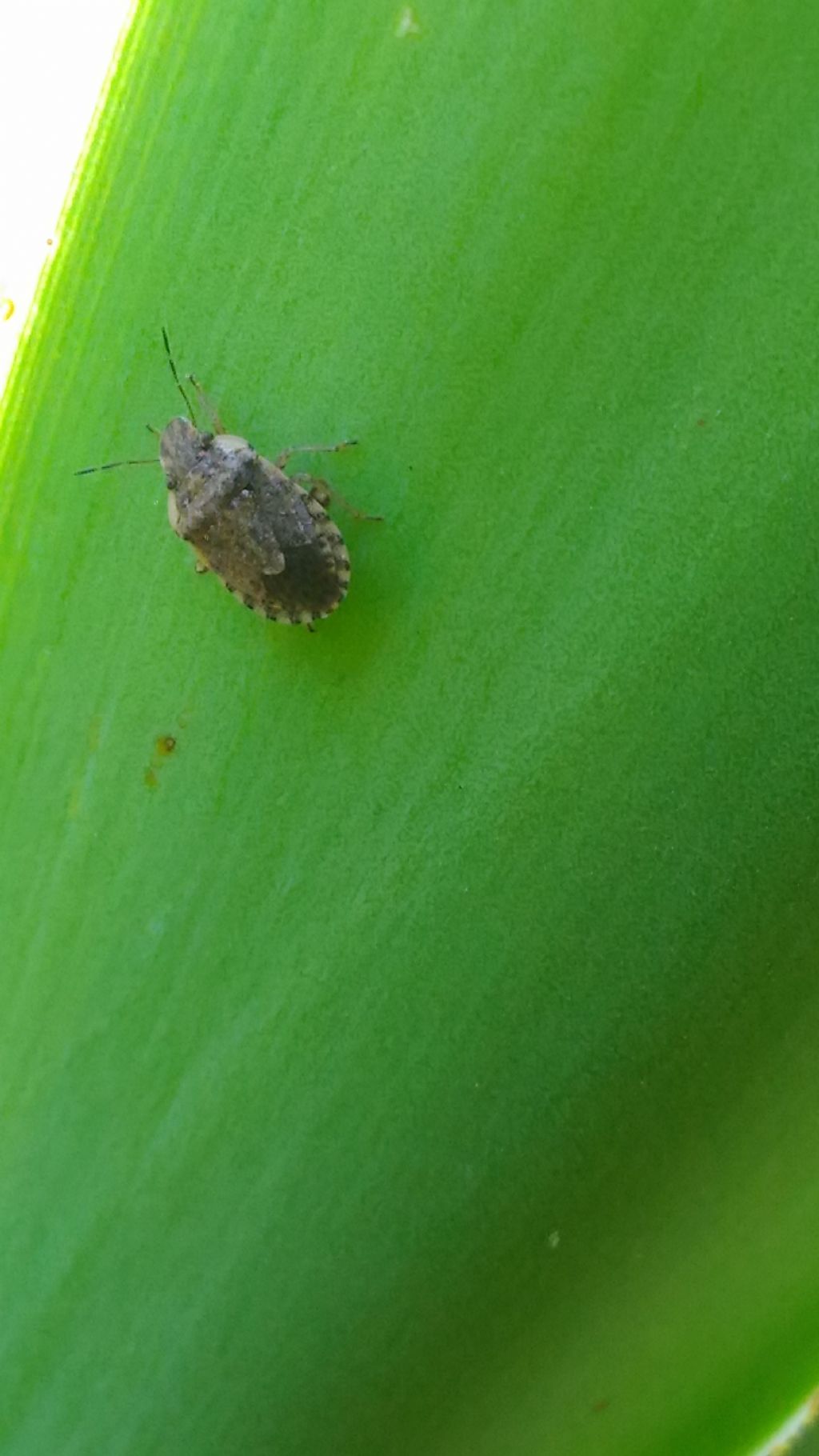 Pentatomidae:  Halyomorpha halys?  No, Sciocoris sp.