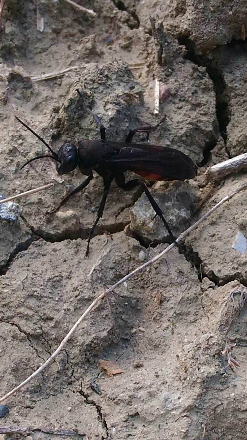 Sphecidae... ? No, Pompilidae: Entomobora sp.