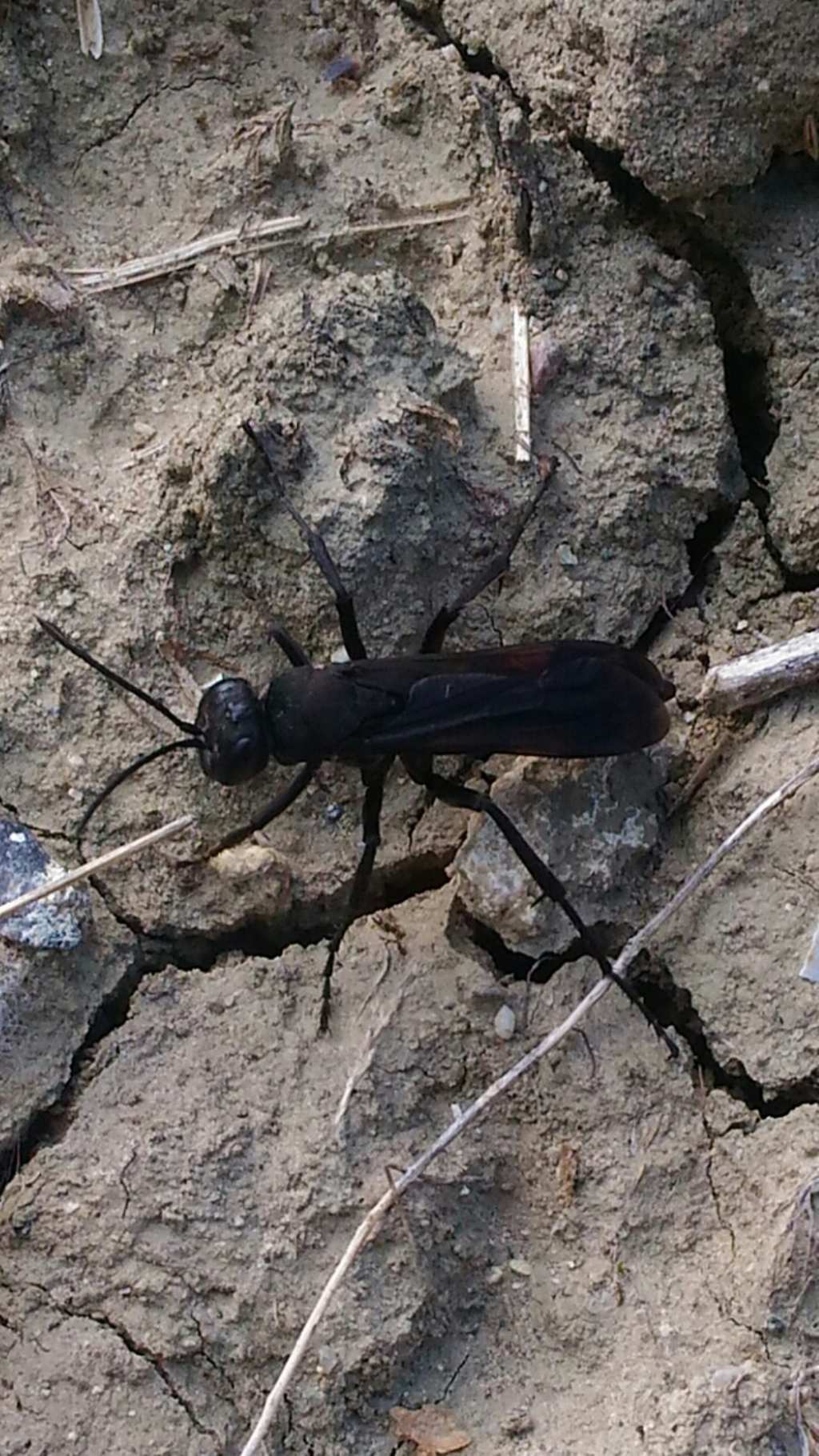 Sphecidae... ? No, Pompilidae: Entomobora sp.