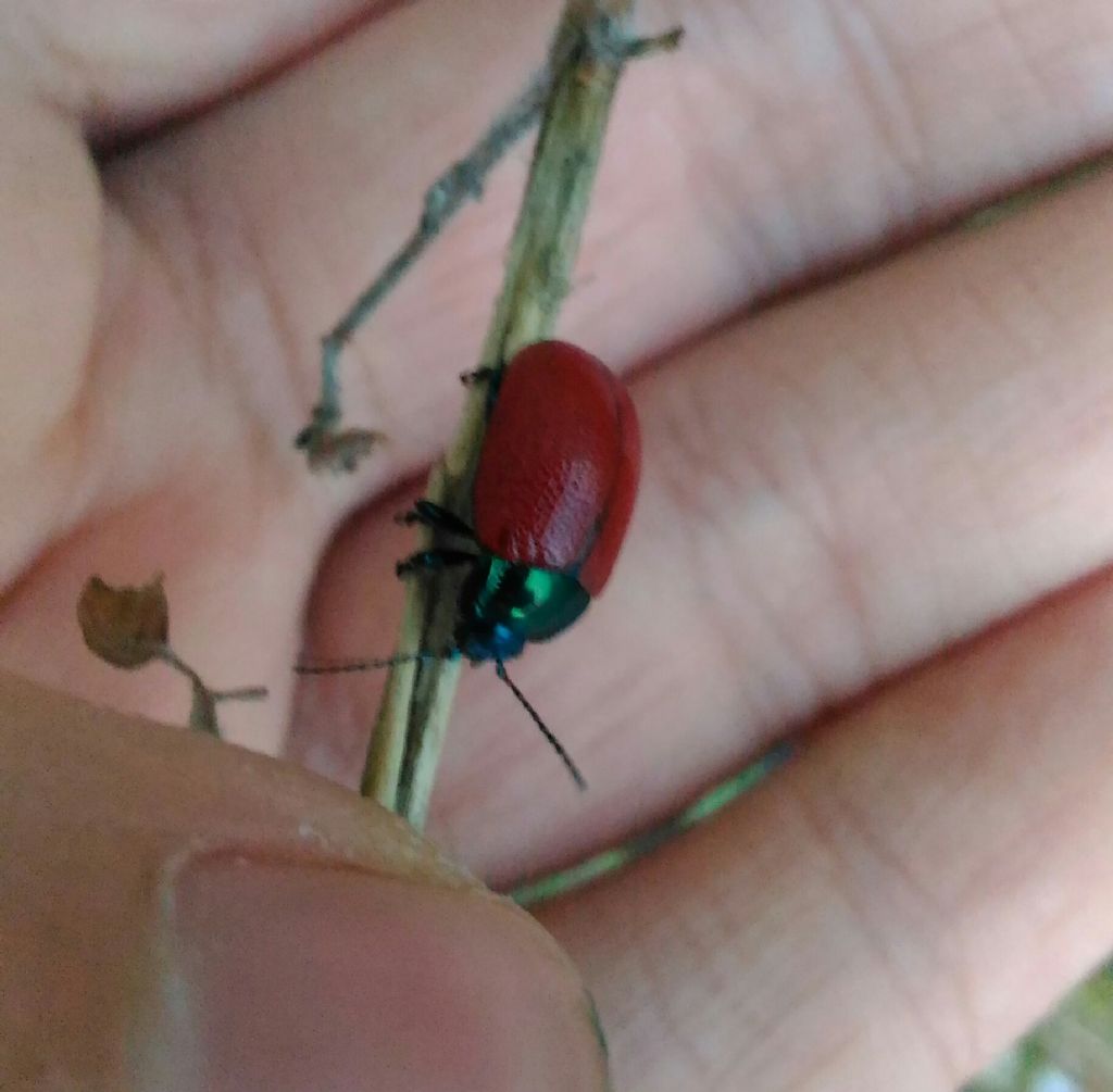 Chrysolina grossa? S.