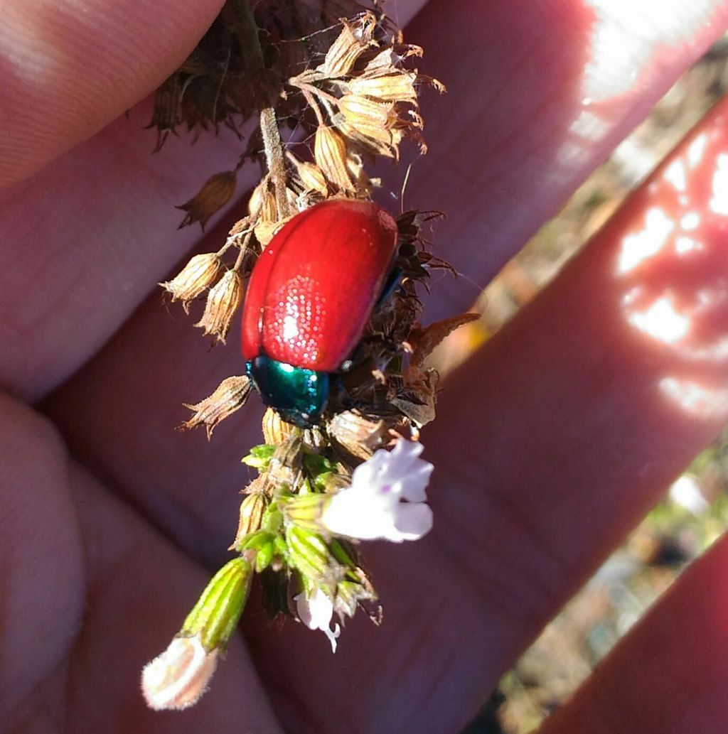 Chrysolina grossa? S.