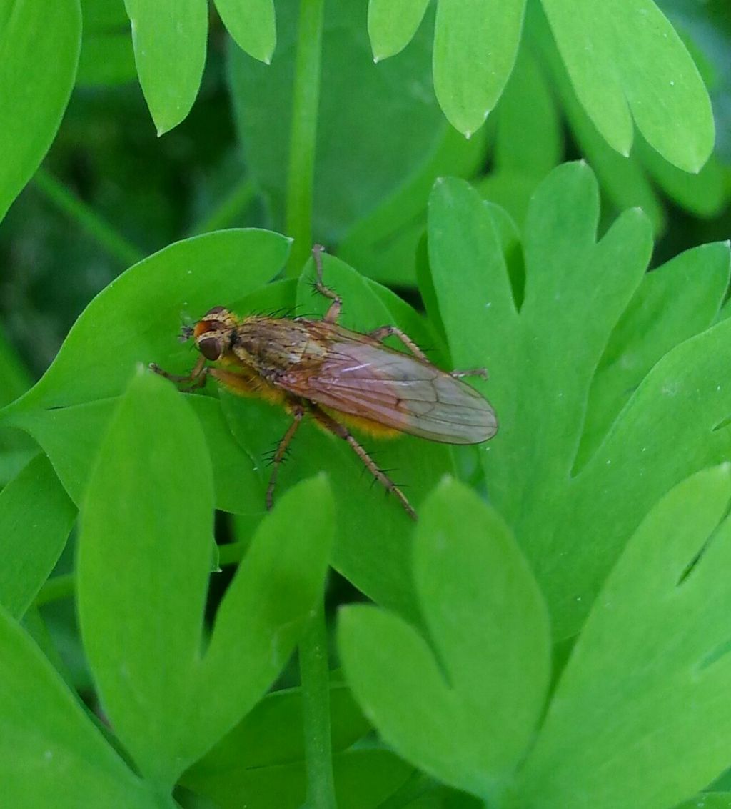 Suillia?  No, Scathophaga sp. (Scathophagidae)