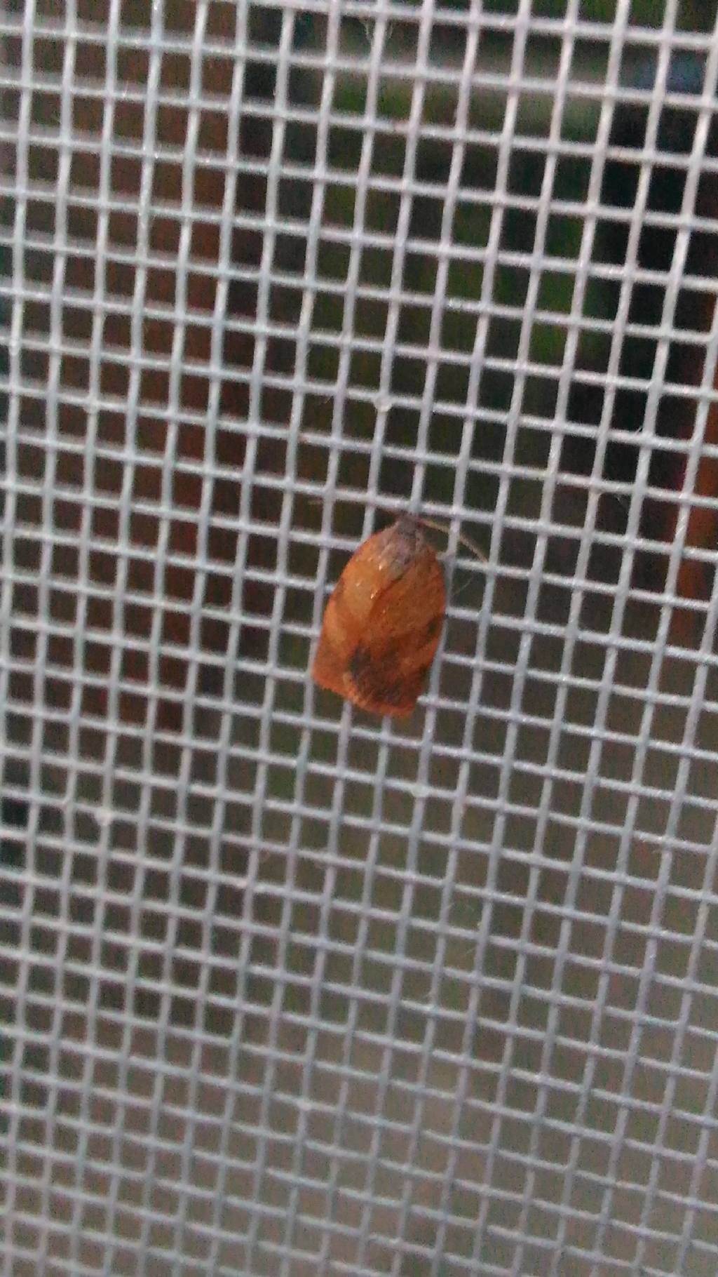 Piccola falena rossiccia - Cacoecimorpha pronubana, Tortricidae