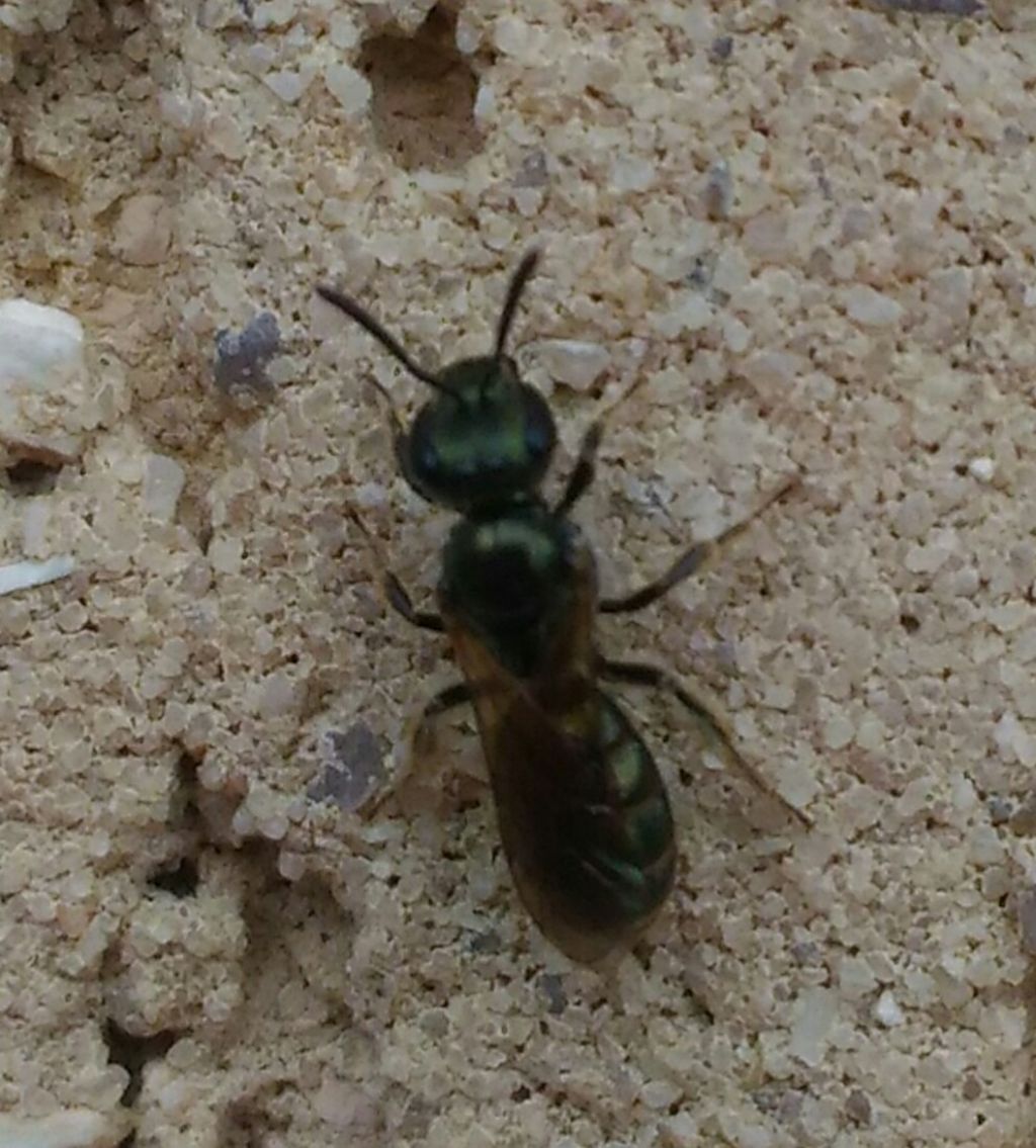 Apidae: Megachilinae?  No,  Halictinae (Lasioglossum sp. o Halictus sp.)