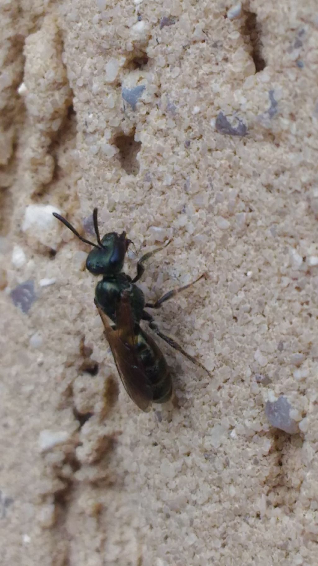 Apidae: Megachilinae?  No,  Halictinae (Lasioglossum sp. o Halictus sp.)