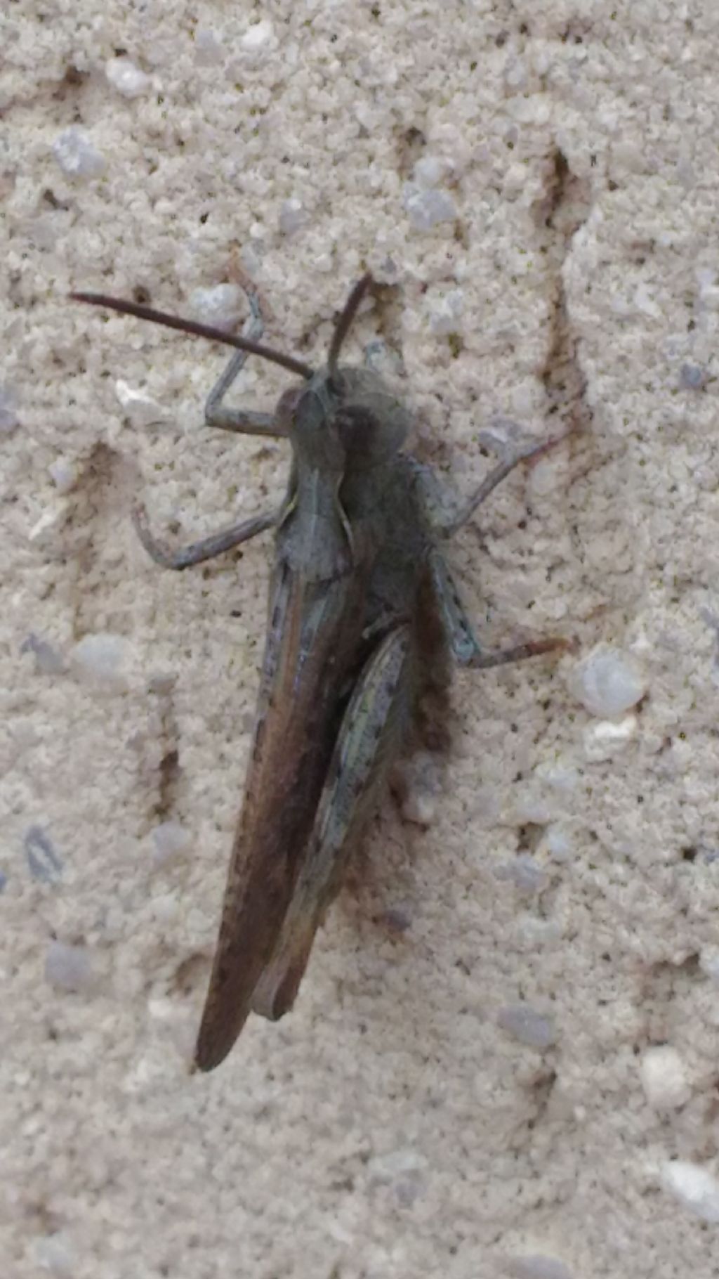 Chorthippus (Glyptobothrus) cfr. brunneus brunneus