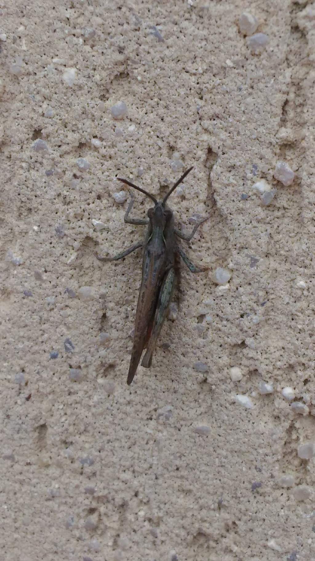 Chorthippus (Glyptobothrus) cfr. brunneus brunneus