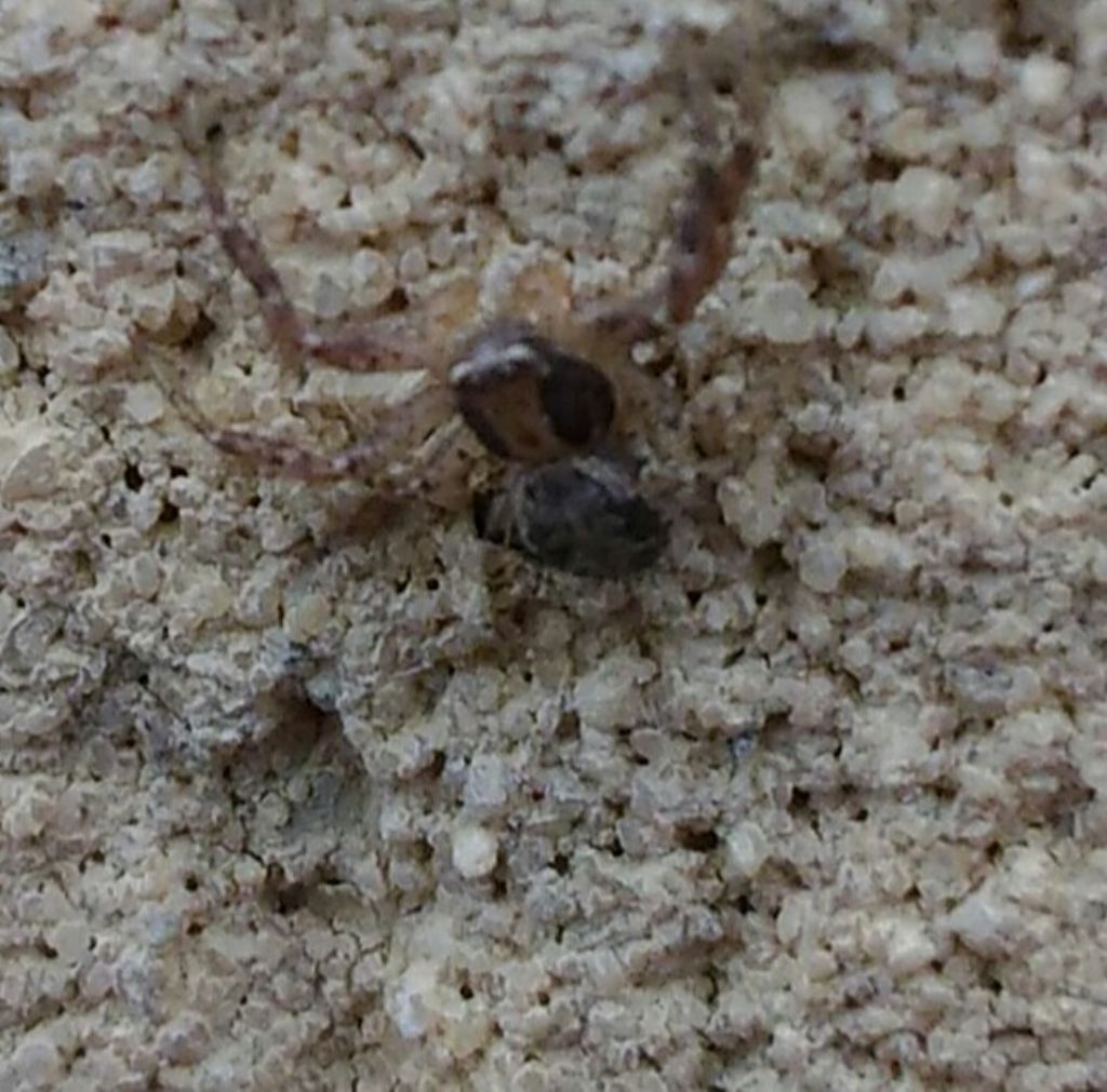 Salticidae?   No, Thomisidae: Xysticus sp. - Catanzaro