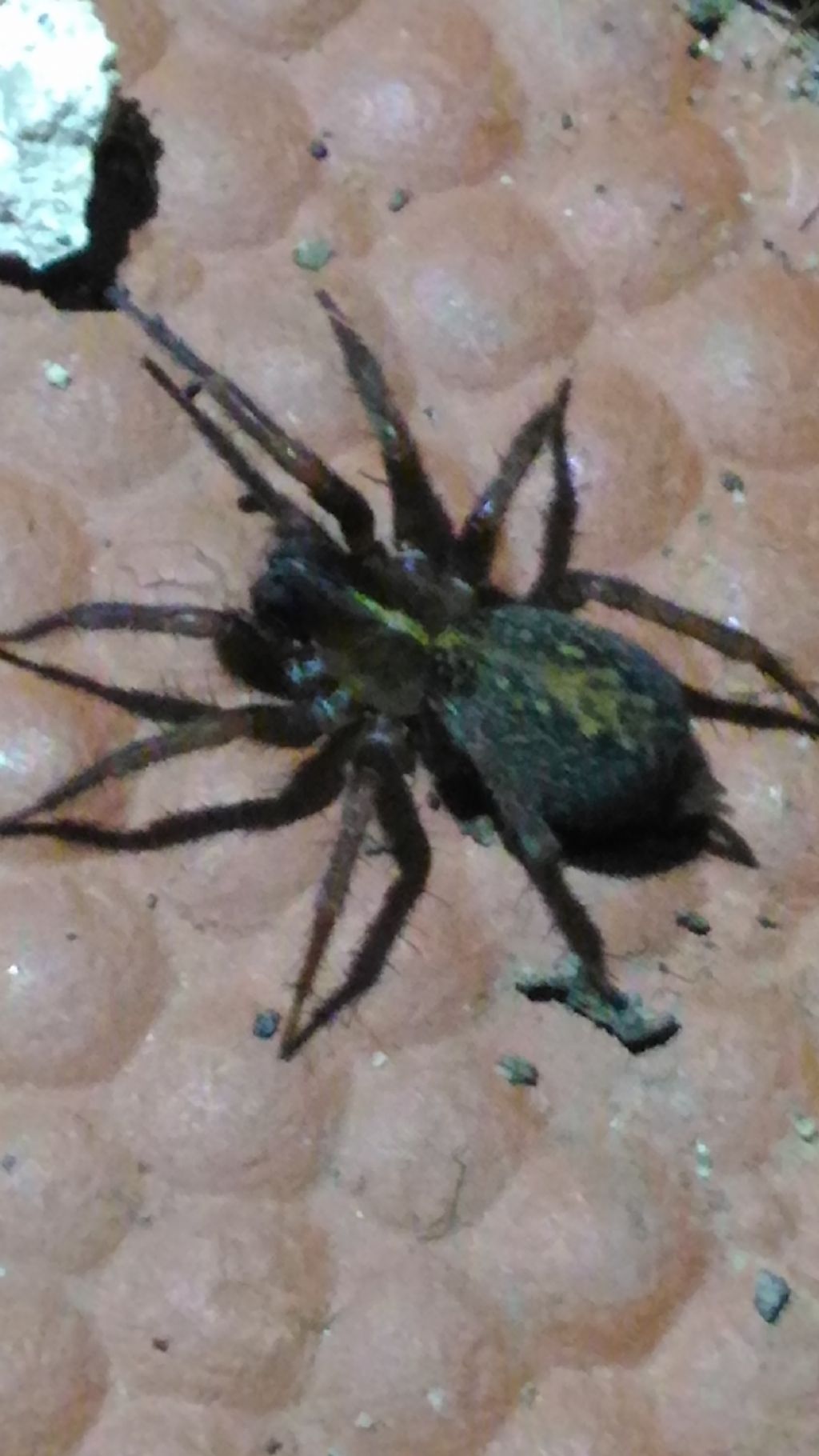 Agelenidae: Lycosoides coarctata - Catanzaro