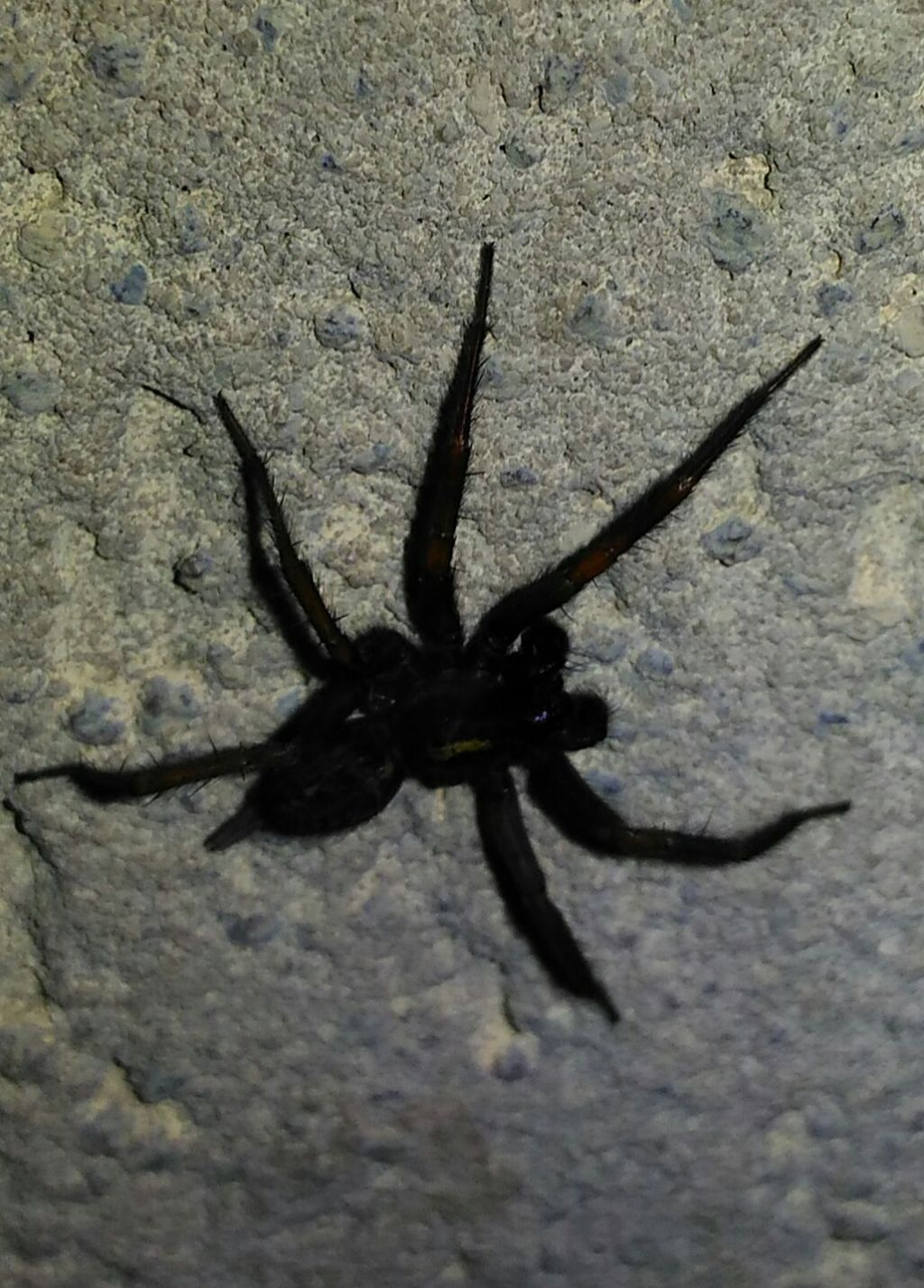 Agelenidae: Lycosoides coarctata - Catanzaro