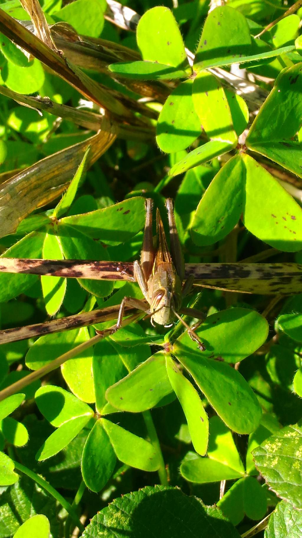 Acrididae:   Eyprepochnemis plorans