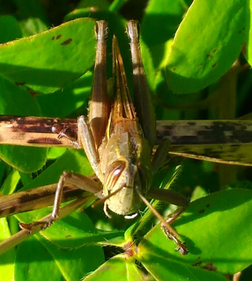 Acrididae:   Eyprepochnemis plorans