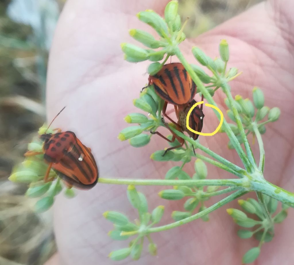 Uova di Tachinidae su Graphosoma ? Probabile...