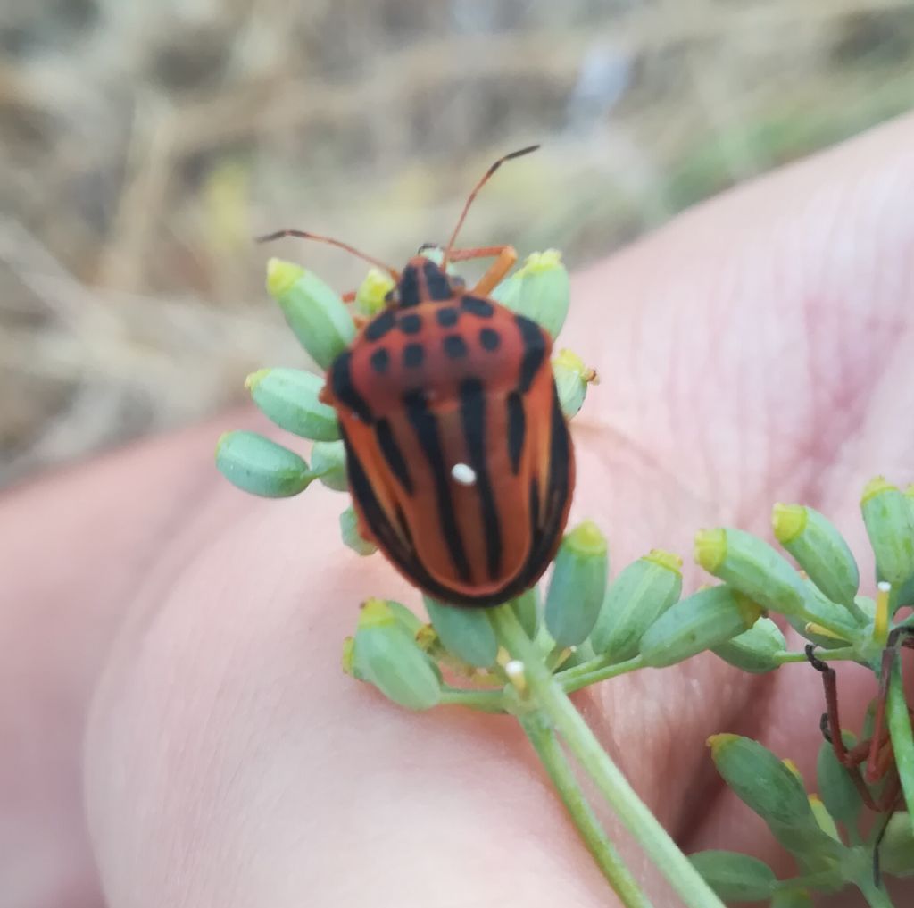 Uova di Tachinidae su Graphosoma ? Probabile...