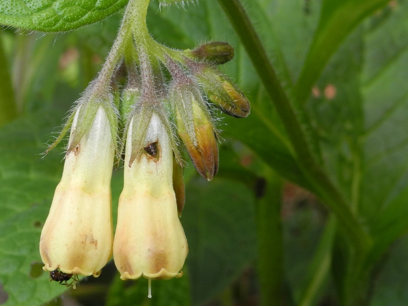 Le ultime arrivate tra le piante gi fiorite