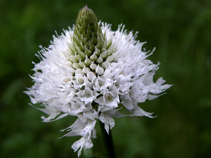 Traunsteinera globosa / Orchide dei pascoli