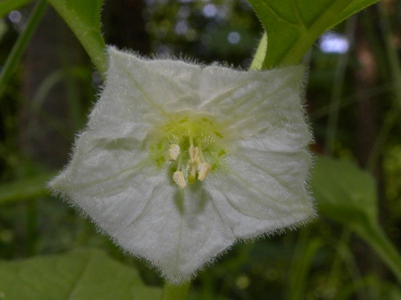 Physalis alkekengi