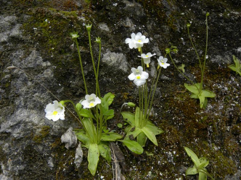 di che pianta si tratta? - Pinguicula sp.