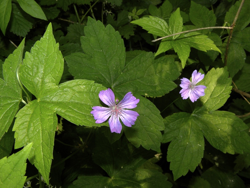 Geranium nodosum