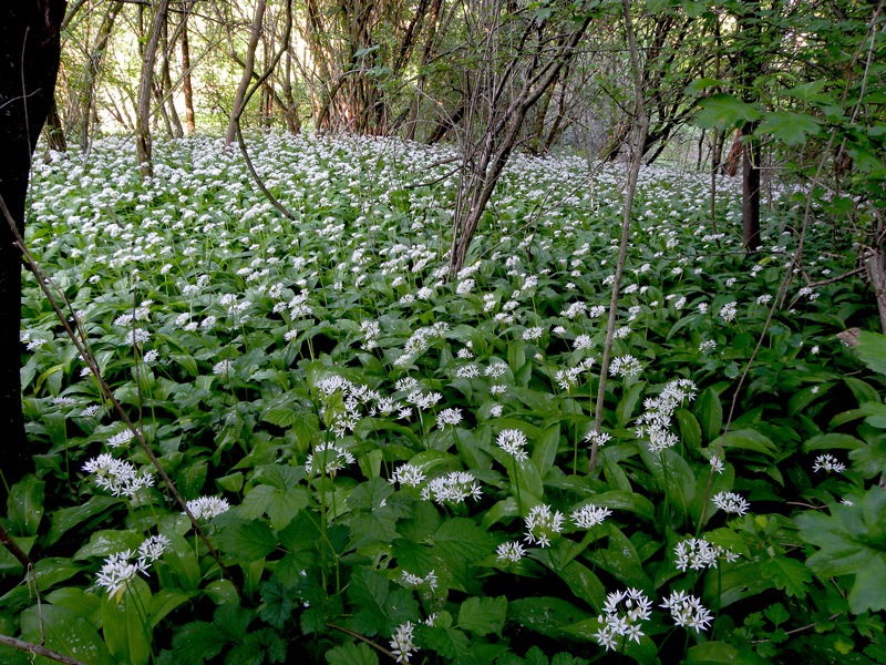 Allium ursinum / Aglio orsino