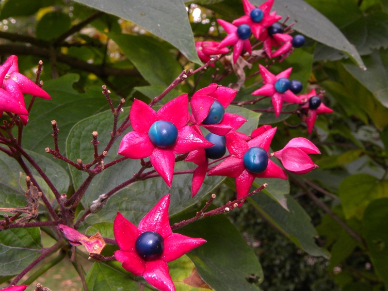 Clerodendrum trichotomum