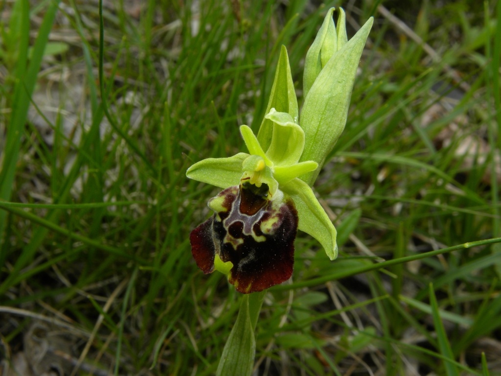 Ophrys holosericea subsp. holosericea (Burm.f.) Greutern -