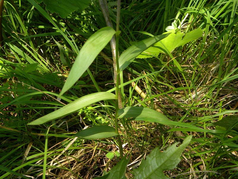 orchis quasi in fiore - Epipactis helleborine