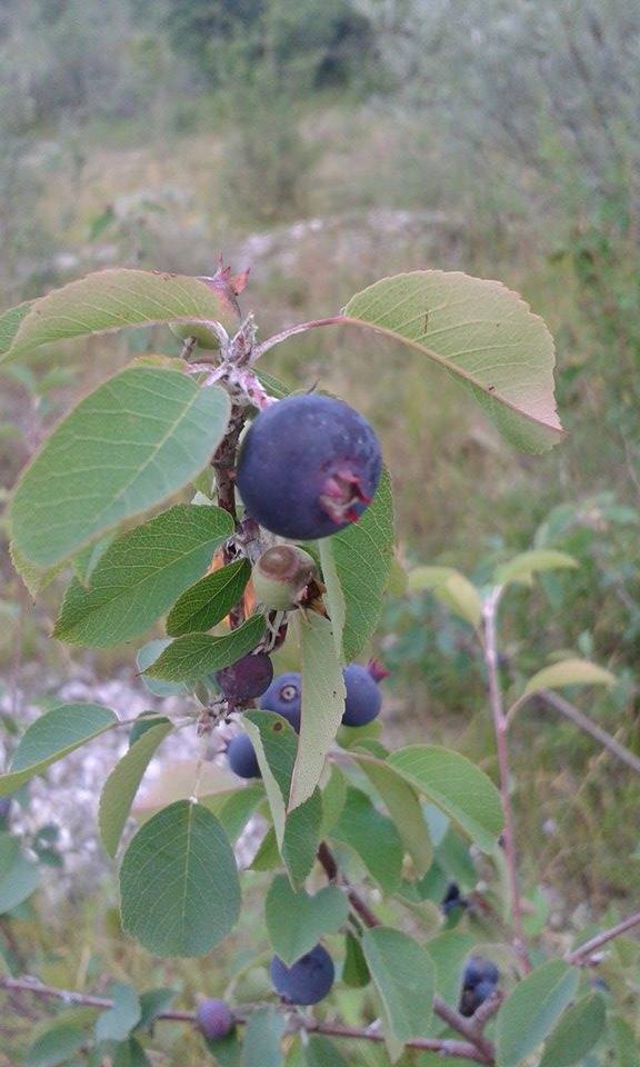 Bacca di? - Amelanchier ovalis