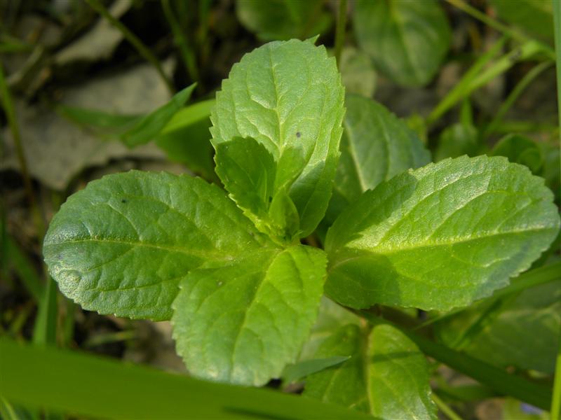 Veronica sp.