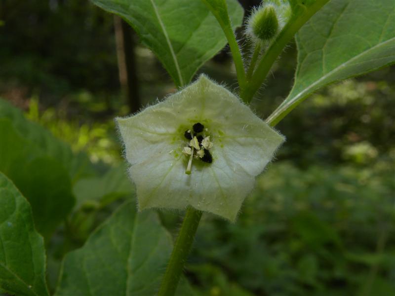 Physalis alkekengi