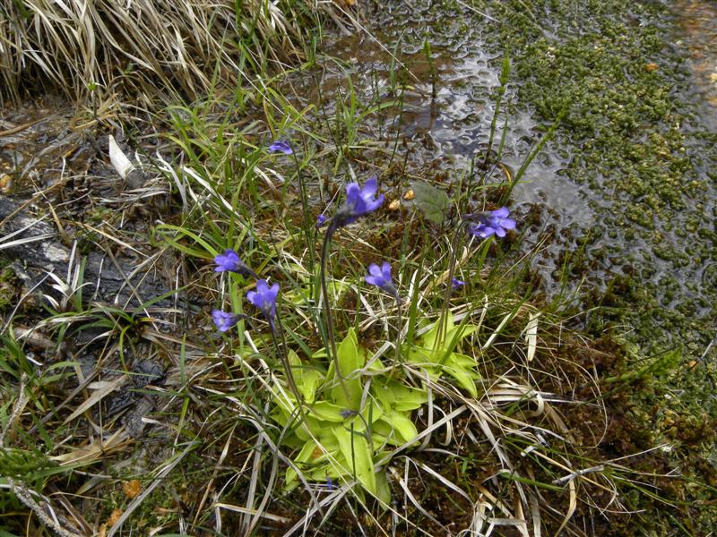 di che pianta si tratta? - Pinguicula sp.