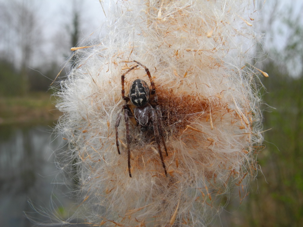 Maschio di Larinioides sp.  - Talmassone (UD)