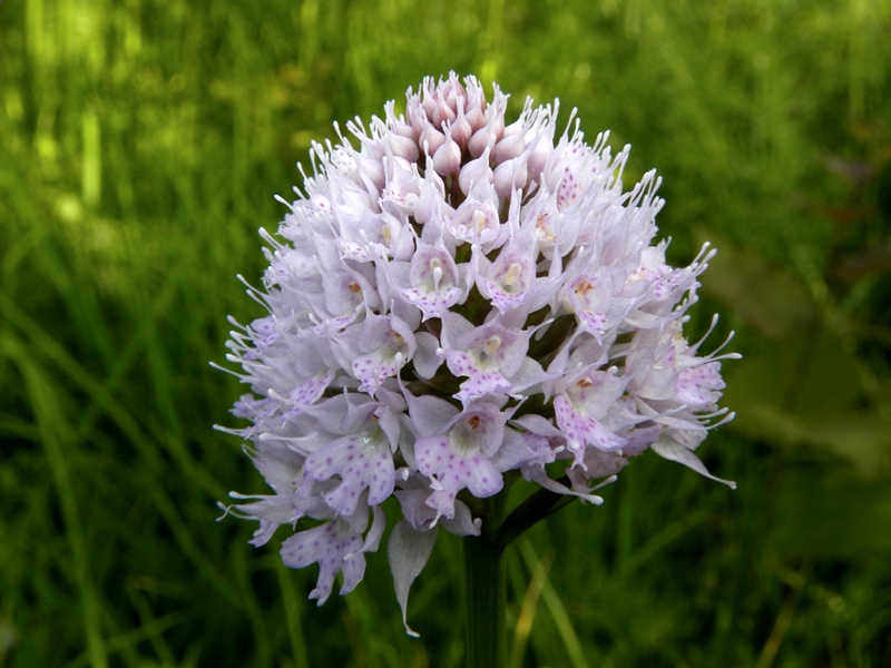 Traunsteinera globosa / Orchide dei pascoli