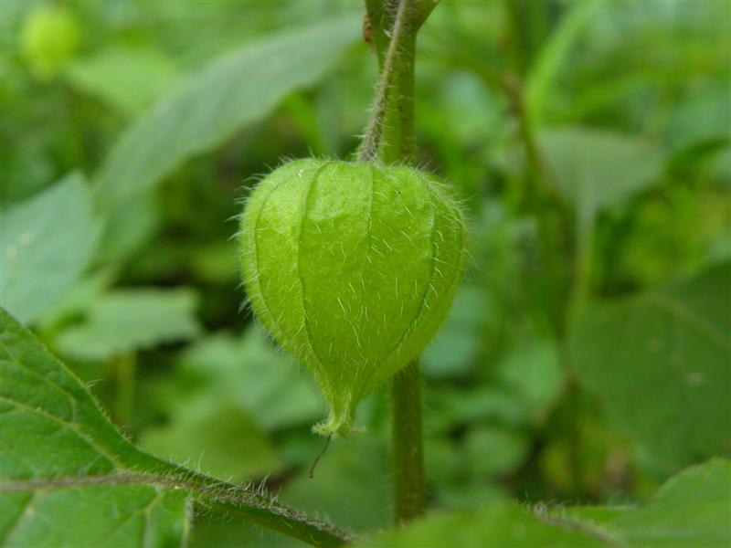 Physalis alkekengi