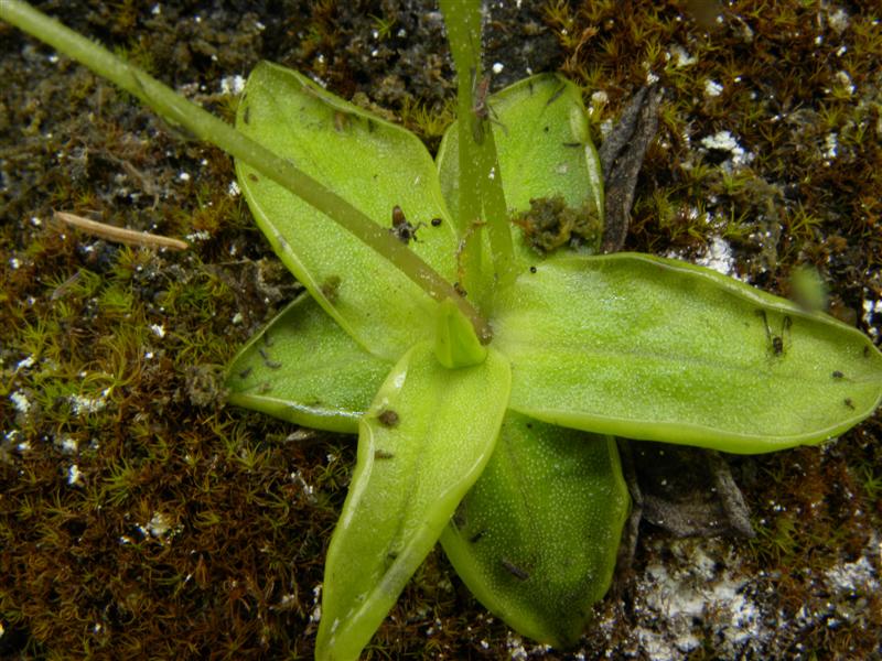 di che pianta si tratta? - Pinguicula sp.